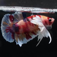 画像5: HMPKダンボ　キャンディ (5)