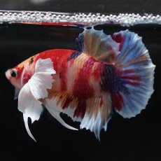 画像9: HMPKダンボ　キャンディ (9)