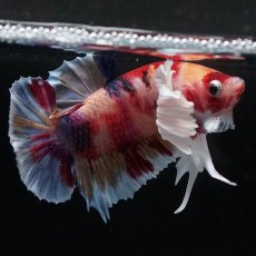 画像8: HMPKダンボ　キャンディ (8)