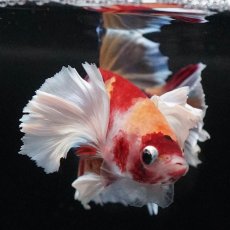 画像7: HMPKダンボ　キャンディ (7)