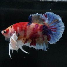 画像6: HMPKダンボ　キャンディ (6)