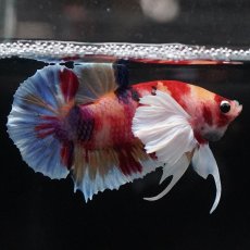 画像2: HMPKダンボ　キャンディ (2)