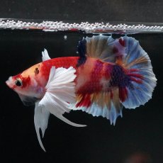 画像4: HMPKダンボ　キャンディ (4)