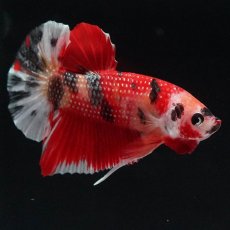 画像4: HMPK　キャンディ (4)