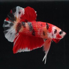 画像8: HMPK　キャンディ (8)