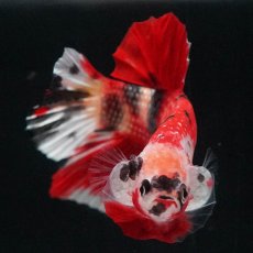 画像3: HMPK　キャンディ (3)