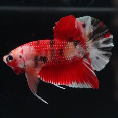 画像2: HMPK　キャンディ (2)