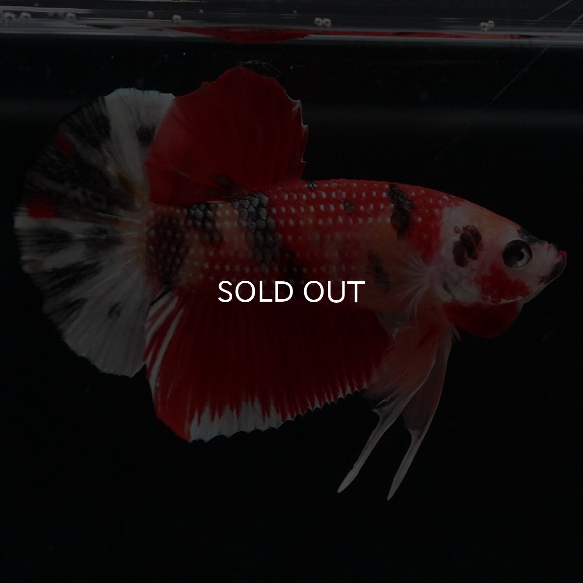 画像6: HMPK　キャンディ (6)