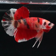 画像6: HMPK　キャンディ (6)