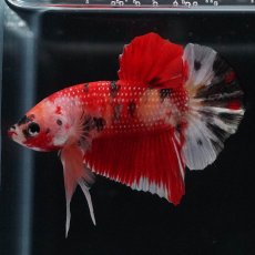 画像5: HMPK　キャンディ (5)