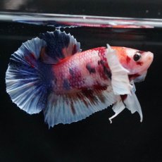 画像11: HMPKダンボ　キャンディ (11)