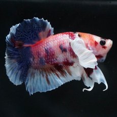 画像7: HMPKダンボ　キャンディ (7)