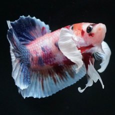 画像3: HMPKダンボ　キャンディ (3)