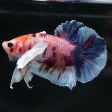 画像10: HMPKダンボ　キャンディ (10)