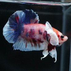 画像9: HMPKダンボ　キャンディ (9)