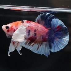 画像8: HMPKダンボ　キャンディ (8)