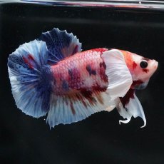 画像5: HMPKダンボ　キャンディ (5)