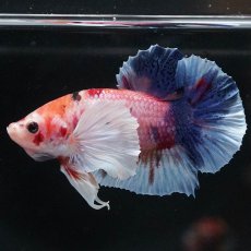 画像6: HMPKダンボ　キャンディ (6)