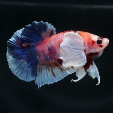 画像1: HMPKダンボ　キャンディ (1)