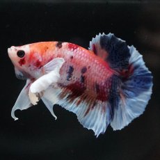 画像4: HMPKダンボ　キャンディ (4)