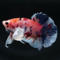 画像2: HMPKダンボ　キャンディ (2)