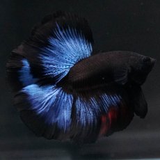 画像4: FM　ブルーブラック (4)