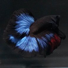 画像2: FM　ブルーブラック (2)