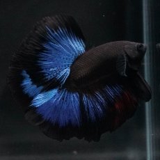 画像10: FM　ブルーブラック (10)