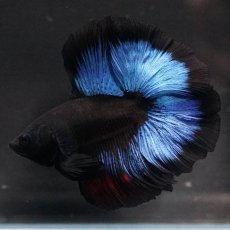 画像1: FM　ブルーブラック (1)