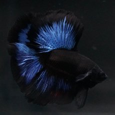 画像6: FM　ブルーブラック (6)