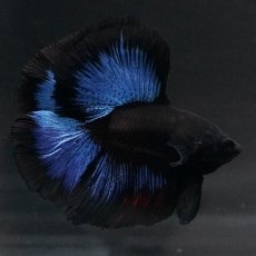 画像9: FM　ブルーブラック (9)