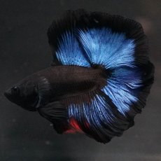 画像3: FM　ブルーブラック (3)