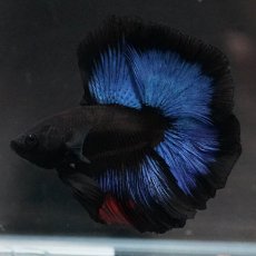 画像8: FM　ブルーブラック (8)