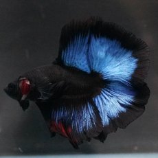 画像7: FM　ブルーブラック (7)