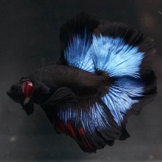 画像5: FM　ブルーブラック (5)