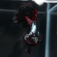 画像3: HM　ブラックレッドサムライ (3)