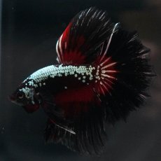 画像8: HM　ブラックレッドサムライ (8)