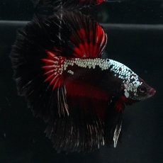 画像7: HM　ブラックレッドサムライ (7)