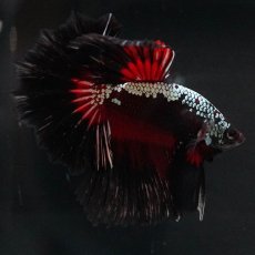 画像9: HM　ブラックレッドサムライ (9)