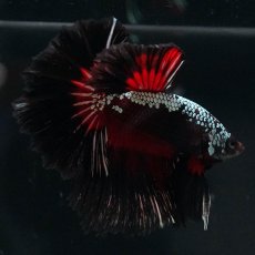 画像5: HM　ブラックレッドサムライ (5)