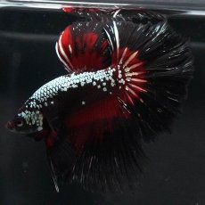 画像10: HM　ブラックレッドサムライ (10)