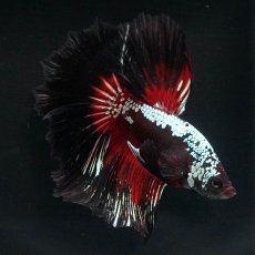 画像2: HM　ブラックレッドサムライ (2)