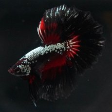 画像1: HM　ブラックレッドサムライ (1)