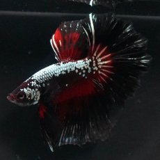 画像6: HM　ブラックレッドサムライ (6)