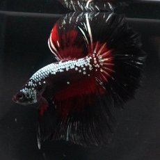 画像4: HM　ブラックレッドサムライ (4)