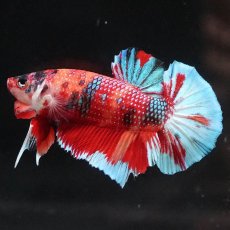 画像1: HMPK　キャンディ (1)