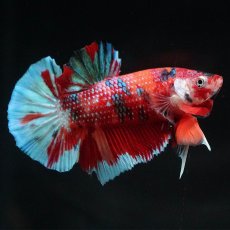 画像2: HMPK　キャンディ (2)