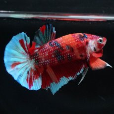 画像11: HMPK　キャンディ (11)