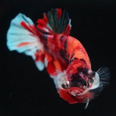 画像10: HMPK　キャンディ (10)