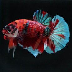 画像9: HMPK　キャンディ (9)